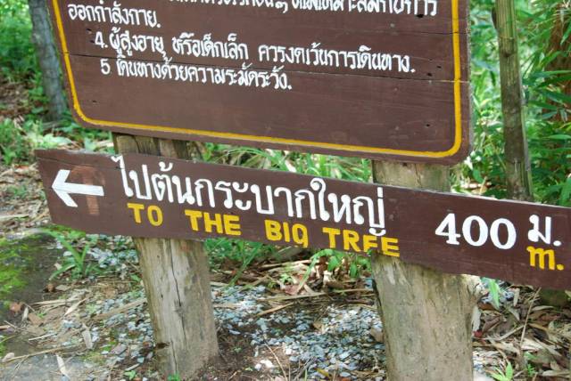 Mae Sot_Big Tree Krabak 01, Мае Сот