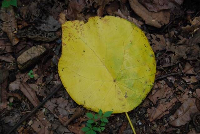 Mae Sot_Big Tree Krabak 21, Мае Сот