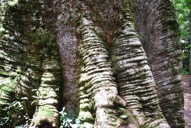 Mae Sot_Big Tree Krabak 18, Мае Сот