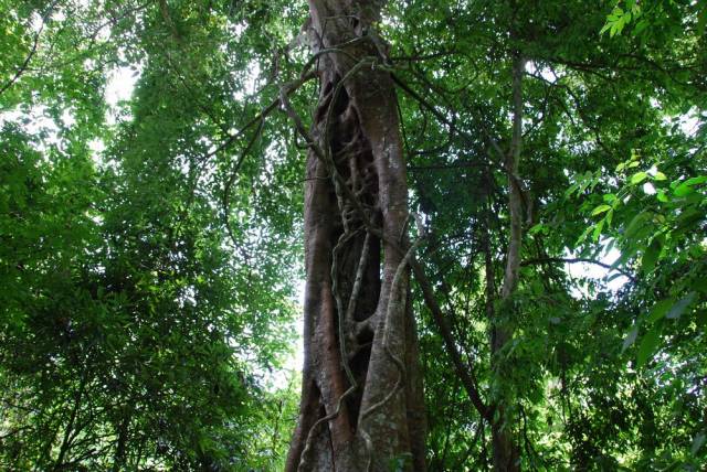 Mae Sot_Big Tree Krabak 08, Мае Сот