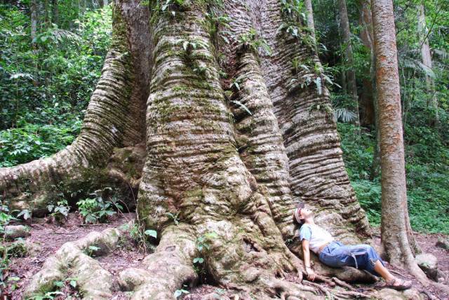 Mae Sot_Big Tree Krabak 15, Мае Сот