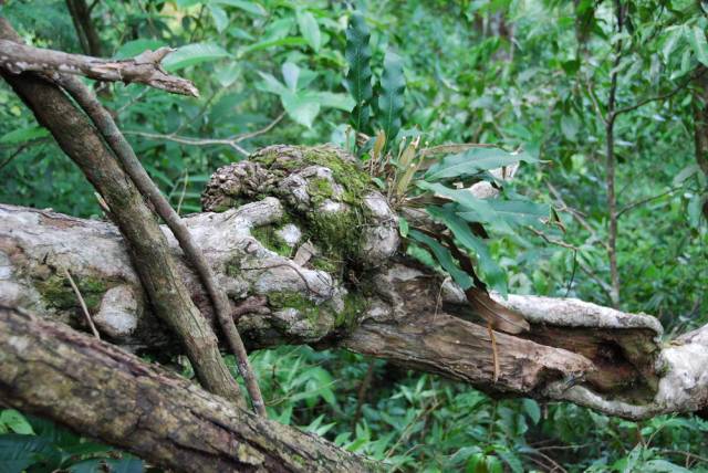 Mae Sot_Big Tree Krabak 05, Мае Сот