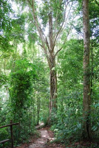 Mae Sot_Big Tree Krabak 07, Мае Сот