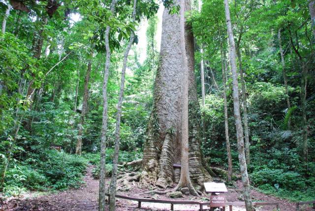 Mae Sot_Big Tree Krabak 22, Мае Сот