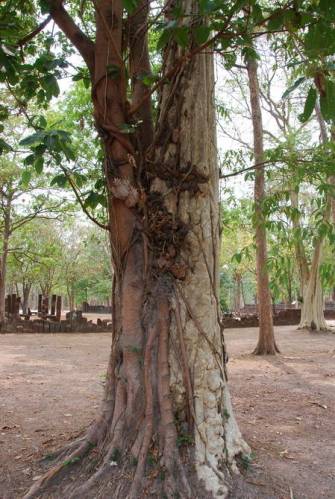 Kamphaeng Phet Historical Park 125, Kamphaeng Phet