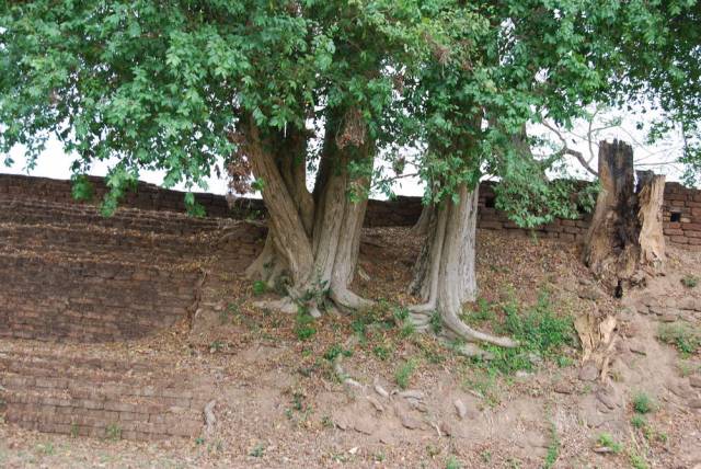 Kamphaeng Phet Historical Park 057, Kamphaeng Phet