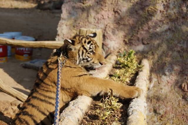 Tiger Temple_Kanchanaburi 85, Канчанабури