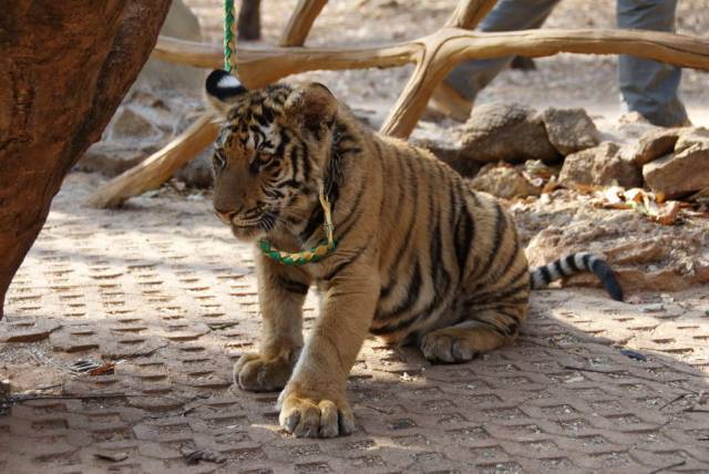 Tiger Temple_Kanchanaburi 81, Канчанабури