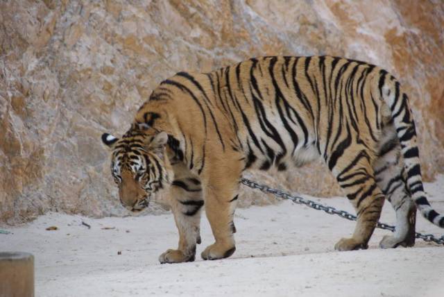 Tiger Temple_Kanchanaburi 57, Канчанабури