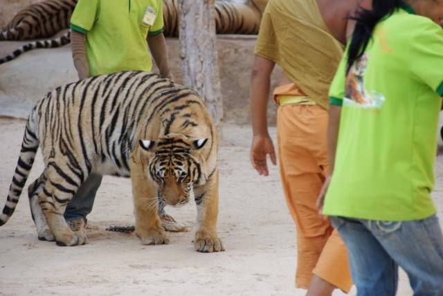 Tiger Temple_Kanchanaburi 30, Канчанабури