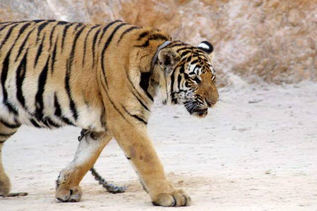 Tiger Temple_Kanchanaburi 46, Канчанабури