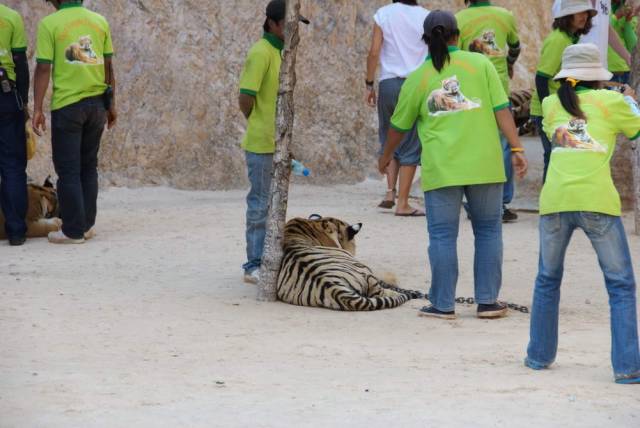 Tiger Temple_Kanchanaburi 28, Канчанабури