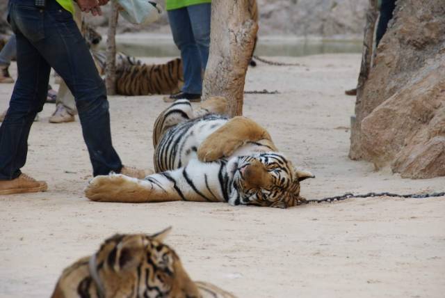 Tiger Temple_Kanchanaburi 66, Канчанабури