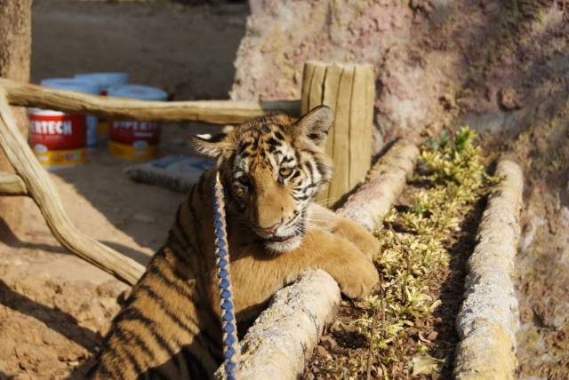 Tiger Temple_Kanchanaburi 86, Канчанабури