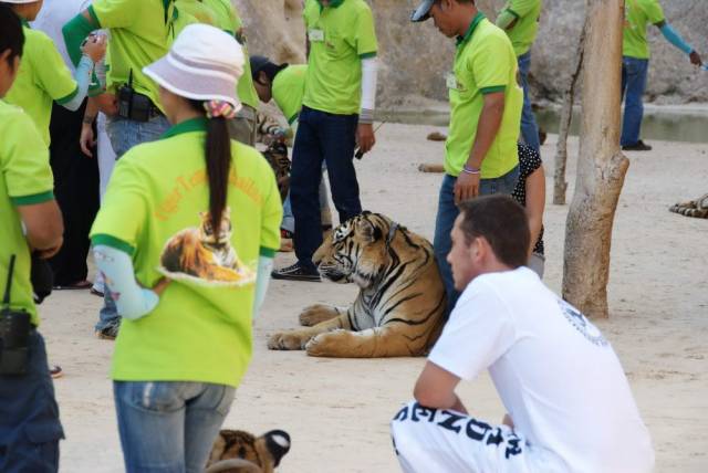 Tiger Temple_Kanchanaburi 48, Канчанабури