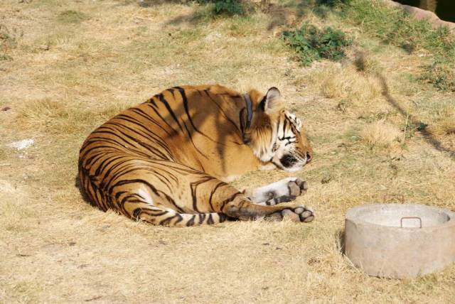 Tiger Temple_Kanchanaburi 77, Канчанабури