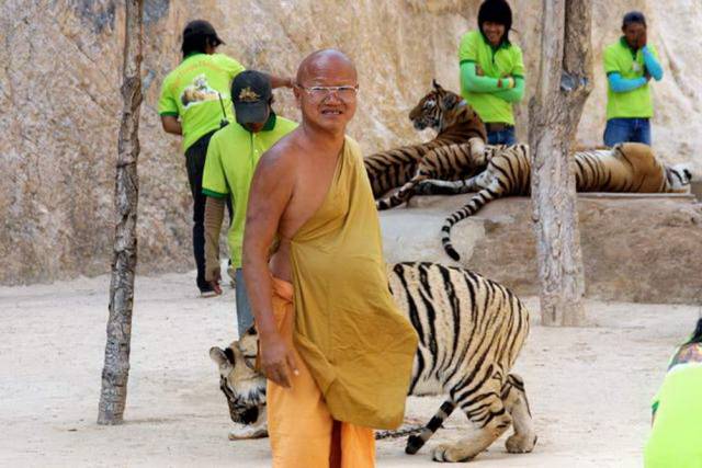 Tiger Temple_Kanchanaburi 31, Канчанабури