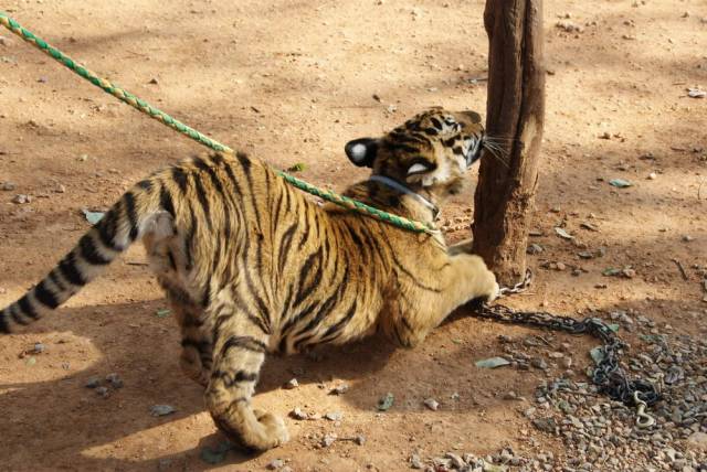 Tiger Temple_Kanchanaburi 70, Канчанабури