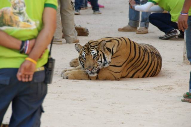 Tiger Temple_Kanchanaburi 51, Канчанабури