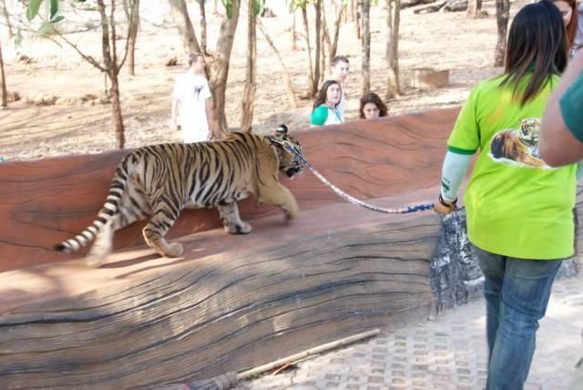 Tiger Temple_Kanchanaburi 75, Канчанабури