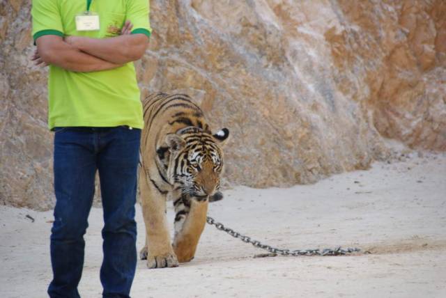 Tiger Temple_Kanchanaburi 45, Канчанабури