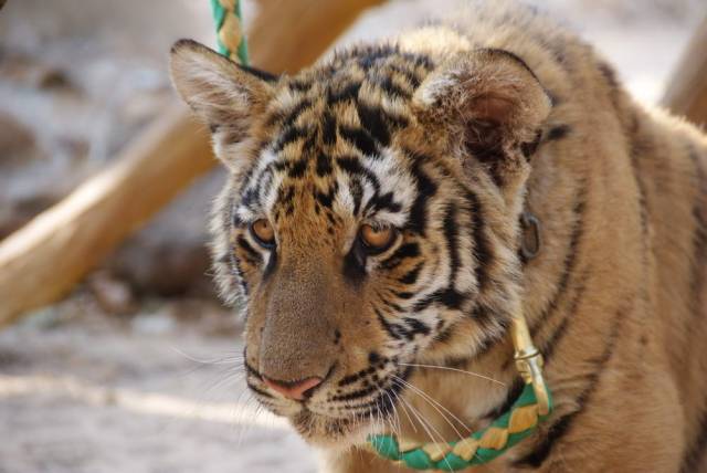 Tiger Temple_Kanchanaburi 82, Канчанабури