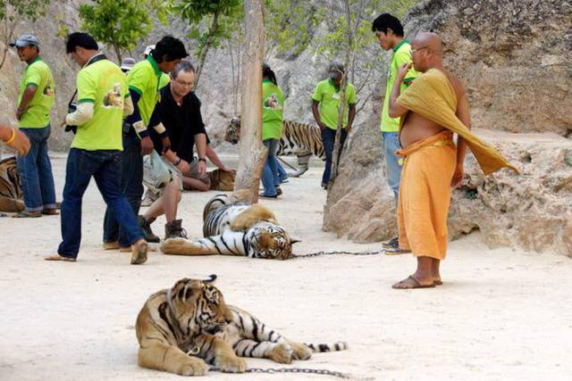 Tiger Temple_Kanchanaburi 65, Канчанабури