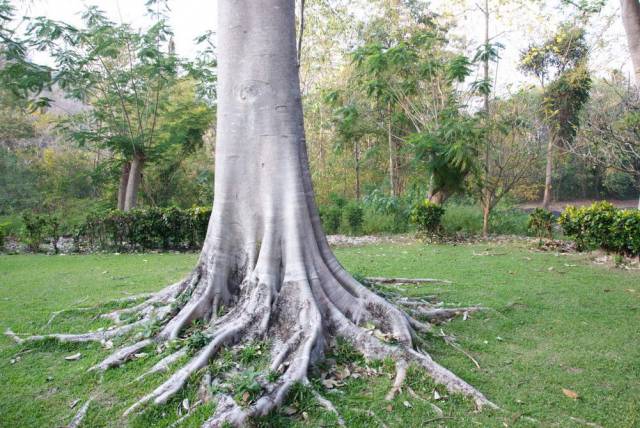 Khuean Srinagarindra National park_Kanchanaburi 01, Канчанабури