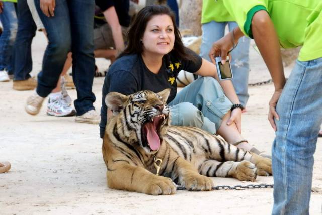 Tiger Temple_Kanchanaburi 63, Канчанабури