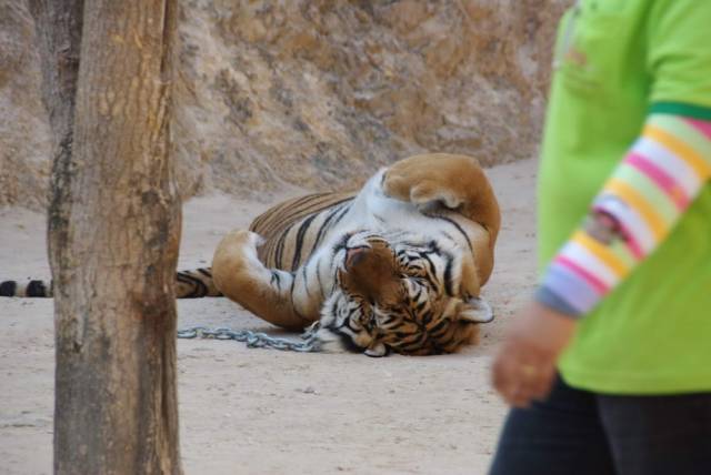 Tiger Temple_Kanchanaburi 40, Канчанабури