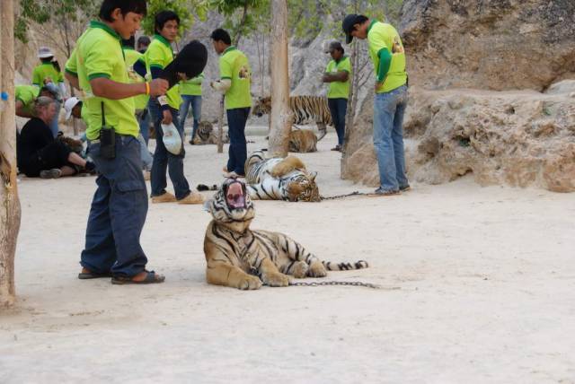 Tiger Temple_Kanchanaburi 60, Канчанабури