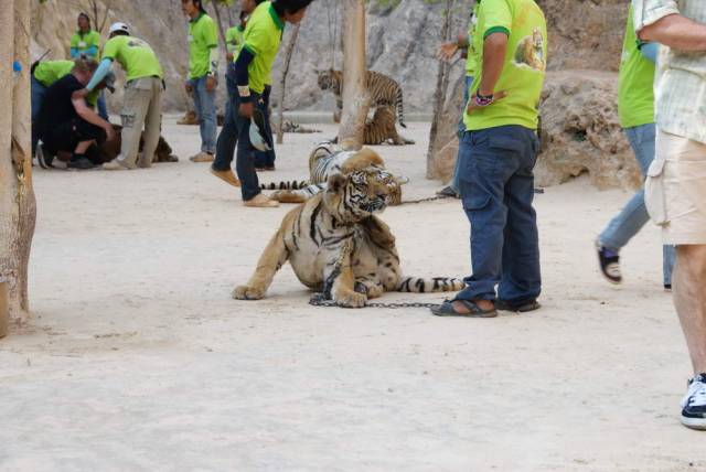 Tiger Temple_Kanchanaburi 59, Канчанабури