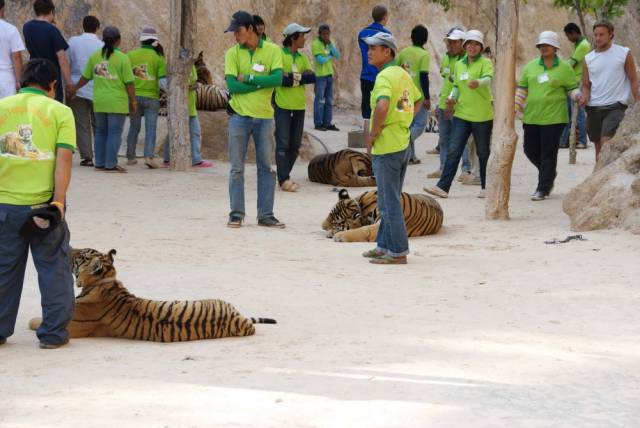 Tiger Temple_Kanchanaburi 36, Канчанабури