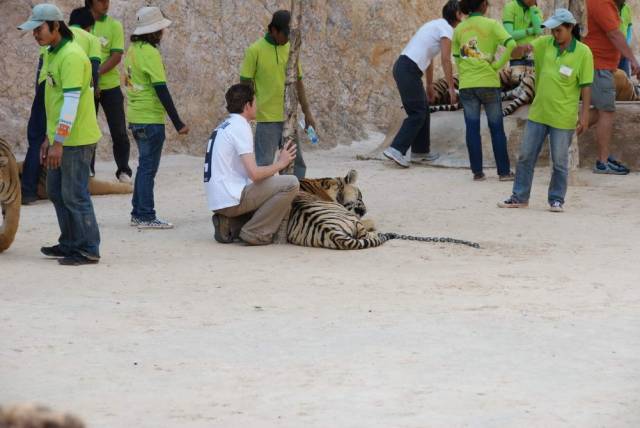 Tiger Temple_Kanchanaburi 26, Канчанабури