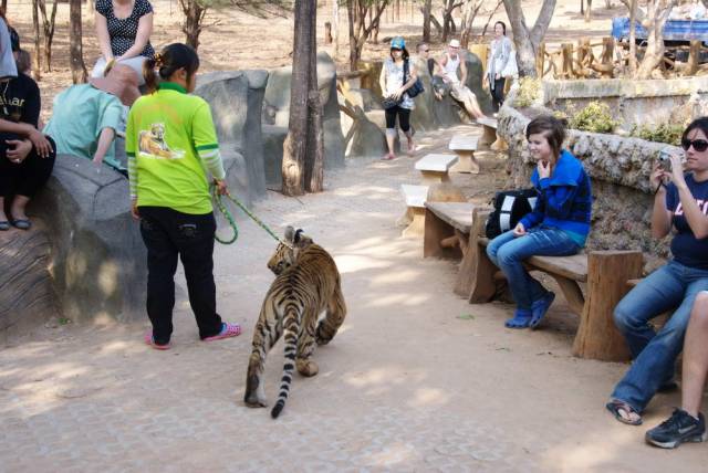 Tiger Temple_Kanchanaburi 74, Канчанабури