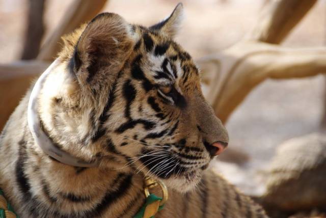 Tiger Temple_Kanchanaburi 83, Канчанабури