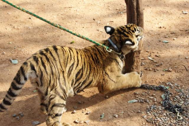 Tiger Temple_Kanchanaburi 71, Канчанабури