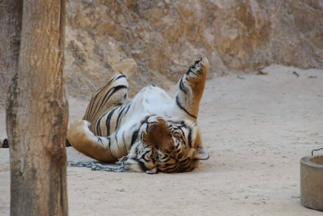 Tiger Temple_Kanchanaburi 44, Канчанабури