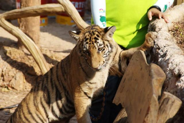 Tiger Temple_Kanchanaburi 80, Канчанабури