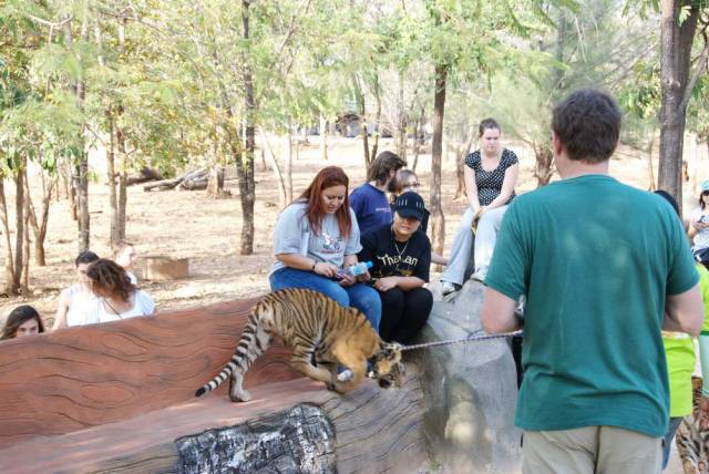 Tiger Temple_Kanchanaburi 76, Канчанабури