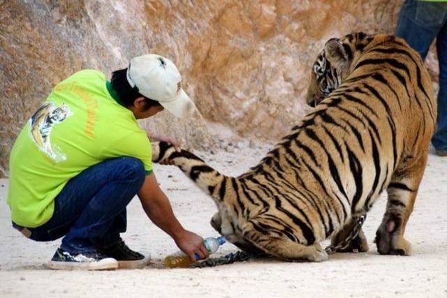 Tiger Temple_Kanchanaburi 50, Канчанабури