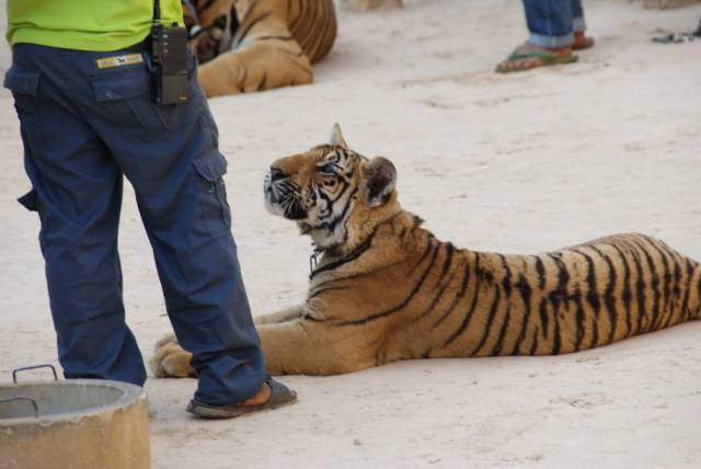 Tiger Temple_Kanchanaburi 34, Канчанабури