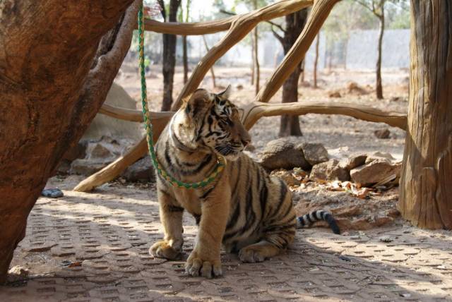 Tiger Temple_Kanchanaburi 84, Канчанабури