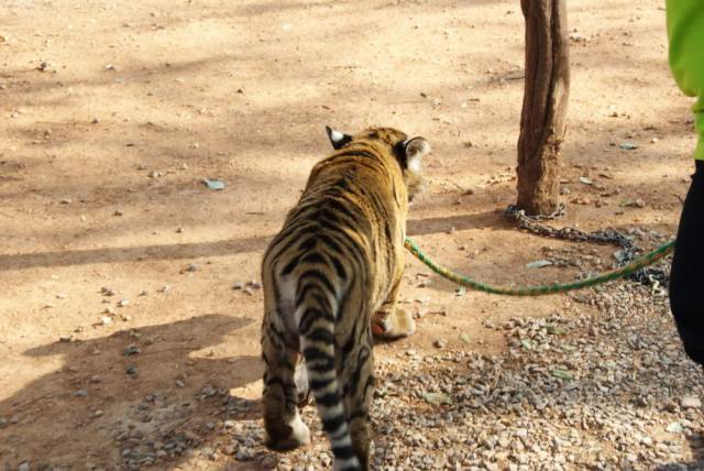 Tiger Temple_Kanchanaburi 69, Канчанабури