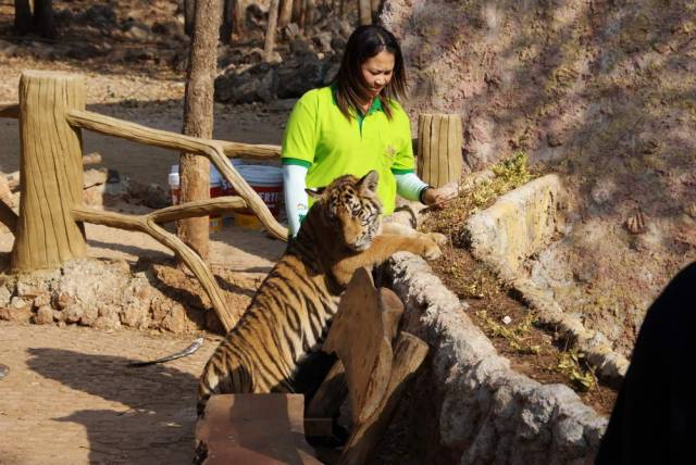 Tiger Temple_Kanchanaburi 79, Канчанабури