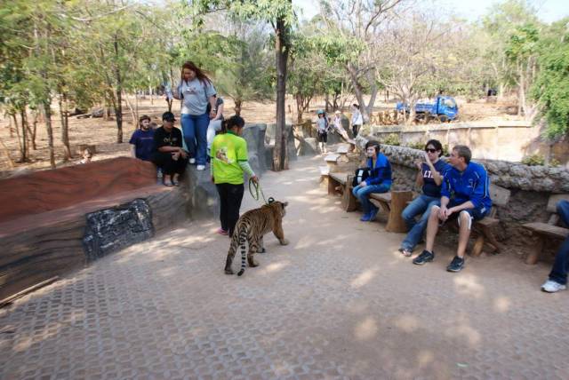 Tiger Temple_Kanchanaburi 73, Канчанабури