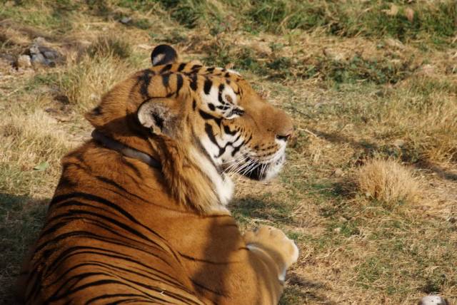 Tiger Temple_Kanchanaburi 78, Канчанабури