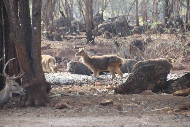 Tiger Temple_Kanchanaburi 21, Канчанабури