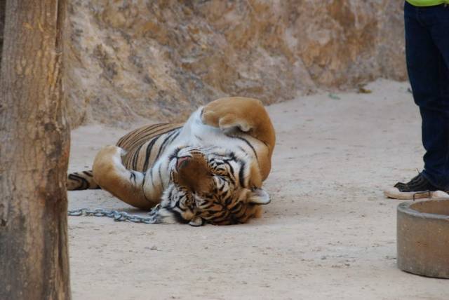 Tiger Temple_Kanchanaburi 41, Канчанабури