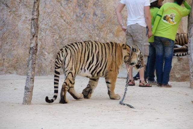 Tiger Temple_Kanchanaburi 61, Канчанабури